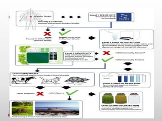 Microbial source tracking markers for detection of fecal contamination ...