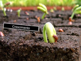 Crescimento 