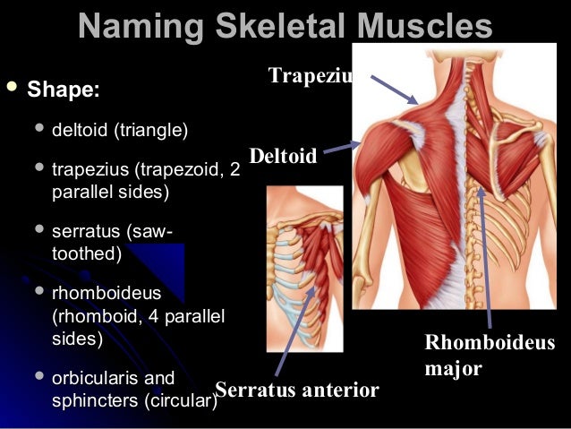 Msucularsystemfinallec 120125071900 Phpapp02