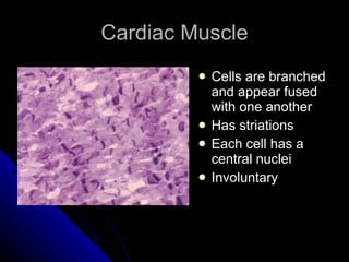 Cardiac Muscle Cells are branched and appear fused with one another Has striations Each cell has a central nuclei Involuntary 
