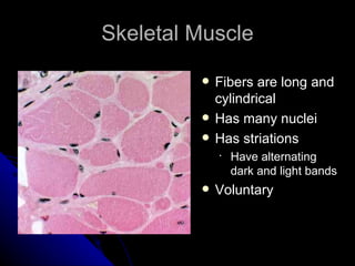 Skeletal Muscle Fibers are long and cylindrical Has many nuclei Has striations Have alternating dark and light bands Voluntary 