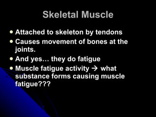 Skeletal Muscle Attached to skeleton by tendons Causes movement of bones at the joints. And yes… they do fatigue  Muscle fatigue activity    what substance forms causing muscle fatigue??? 