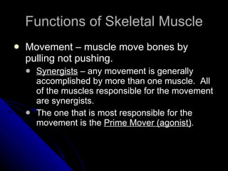 Functions of Skeletal Muscle Movement – muscle move bones by pulling not pushing. Synergists  – any movement is generally accomplished by more than one muscle.  All of the muscles responsible for the movement are synergists.  The one that is most responsible for the movement is the  Prime Mover (agonist) . 
