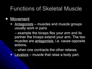 Functions of Skeletal Muscle Movement Antagonists  – muscles and muscle groups usually work in pairs  –  example the biceps flex your arm and its partner the triceps extend your arm. The two muscles are  antagonists , i.e. cause opposite actions.  –  when one contracts the other relaxes. Levators  – muscle that raise a body part. 