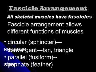 Fascicle Arrangement All skeletal muscles have  fascicles Fascicle arrangement allows  different functions of muscles parallel (fusiform)--strap pennate (feather) convergent—fan, triangle circular (sphincter)—squeeze 
