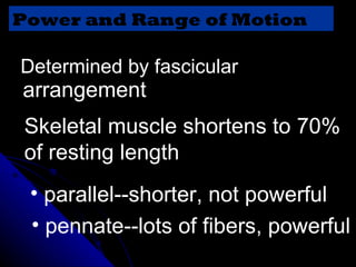 Determined by fascicular  arrangement  Skeletal muscle shortens to 70%  of resting length parallel--shorter, not powerful pennate--lots of fibers, powerful Power and Range of Motion 