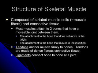 Structure of Skeletal Muscle Composed of striated muscle cells (=muscle fibers) and connective tissue. Most muscles attach to 2 bones that have a moveable joint between them.  The attachment to the bone that does not move is the  origin .  The attachment to the bone that moves is the  insertion . Tendons  anchor muscle firmly to bones.  Tendons are made of dense fibrous connective tissue. Ligaments  connect bone to bone at a joint. 