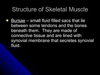 Structure of Skeletal Muscle Bursae  – small fluid filled sacs that lie between some tendons and the bones beneath them.  They are made of connective tissue and are lined with synovial membrane that secretes synovial fluid. 