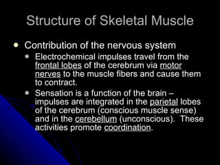 Structure of Skeletal Muscle Contribution of the nervous system Electrochemical impulses travel from the  frontal lobes  of the cerebrum via  motor nerves  to the muscle fibers and cause them to contract. Sensation is a function of the brain – impulses are integrated in the  parietal  lobes of the cerebrum (conscious muscle sense) and in the  cerebellum  (unconscious).  These activities promote  coordination . 