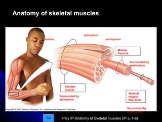 Anatomy of skeletal muscles Skeletal muscle fiber (cell) Muscle Fascicle Surrounded by   perimysium Surrounded by endomysium endomysium perimysium Skeletal muscle Surrounded by epimysium epimysium tendon Play IP Anatomy of Skeletal muscles (IP p. 4-6) 