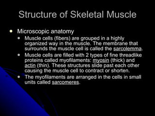 Structure of Skeletal Muscle Microscopic anatomy Muscle cells (fibers) are grouped in a highly organized way in the muscle. The membrane that surrounds the muscle cell is called the  sarcolemma . Muscle cells are filled with 2 types of fine threadlike proteins called myofilaments:  myosin  (thick) and  actin  (thin). These structures slide past each other causing the muscle cell to contract or shorten.  The myofilaments are arranged in the cells in small units called  sarcomeres .  