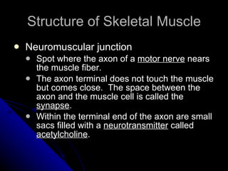 Structure of Skeletal Muscle Neuromuscular junction Spot where the axon of a  motor nerve  nears the muscle fiber. The axon terminal does not touch the muscle but comes close.  The space between the axon and the muscle cell is called the  synapse . Within the terminal end of the axon are small sacs filled with a  neurotransmitter  called  acetylcholine . 