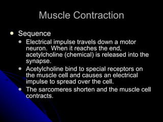 Muscle Contraction Sequence Electrical impulse travels down a motor neuron.  When it reaches the end, acetylcholine (chemical) is released into the synapse. Acetylcholine bind to special receptors on the muscle cell and causes an electrical impulse to spread over the cell. The sarcomeres shorten and the muscle cell contracts. 