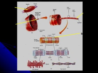 MUSCLE MUSCLE FIBER MYOFIBRIL SARCOMERE 