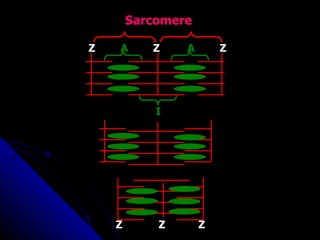 Sarcomere Z Z Z Z Z Z I A A 