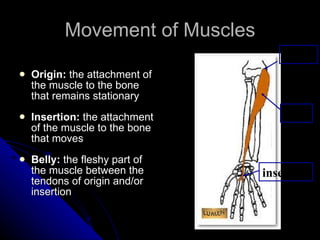 Movement of Muscles Origin:  the attachment of the muscle to the bone that remains stationary Insertion:  the attachment of the muscle to the bone that moves Belly:  the fleshy part of the muscle between the tendons of origin and/or insertion  origin insertion belly 