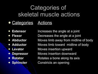Categories of  skeletal muscle actions Categories   Actions Extensor    Increases the angle at a joint Flexor   Decreases the angle at a joint Abductor   Moves limb away from midline of body Adductor   Moves limb toward  midline of body Levator    Moves insertion upward  Depressor   Moves insertion downward Rotator   Rotates a bone along its axis Sphincter   Constricts an opening 