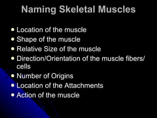 Naming Skeletal Muscles Location of the muscle Shape of the muscle Relative Size of the muscle Direction/Orientation of the muscle fibers/cells Number of Origins Location of the Attachments Action of the muscle 