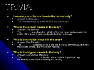 TRIVIA! How many muscles are there in the human body? Answer: 640 Muscles The muscles make up about 40 % of the body mass. What is the longest muscle in the body? Answer:  The  S artorius   The  Sartorius  runs from the outside of the hip, down and across to the inside of the knee. It twists and pulls the thigh outwards. What is the smallest muscle in the body? Answer:  The  S tapedius   The  Stapedius  is located deep in the ear. It is only 5mm long and thinner than cotton thread. It is involved in hearing. What is the biggest muscle in the body?   Answer:  The  G luteus Maximus The  Gluteus Maximus  is located in the buttock. It pulls the  leg backwards powerfully for walking and running.   
