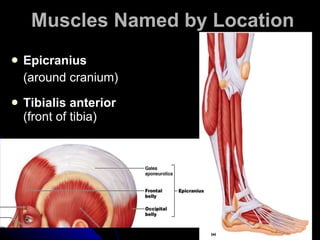 Muscles Named by Location   Epicranius   (around cranium) Tibialis anterior  (front of tibia)   tibialis anterior 