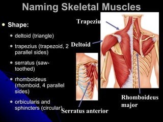 Naming Skeletal Muscles Shape:   deltoid (triangle) trapezius (trapezoid, 2 parallel sides) serratus (saw-toothed) rhomboideus (rhomboid, 4 parallel sides) orbicularis and sphincters (circular) Rhomboideus major Trapezius Deltoid Serratus anterior 