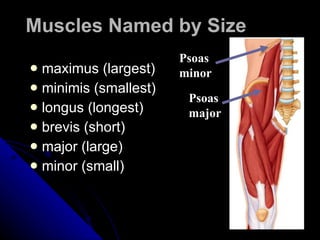 maximus (largest) minimis (smallest) longus (longest) brevis (short) major (large) minor (small) Muscles Named by Size Psoas major Psoas minor 