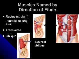 Muscles Named by  Direction of Fibers Rectus (straight)  – parallel to long axis Transverse Oblique Rectus abdominis External oblique 