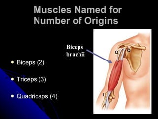 Biceps (2) Triceps (3) Quadriceps (4) Muscles Named for  Number of Origins Biceps brachii 