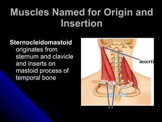 Muscles Named for Origin and Insertion Sternocleidomastoid  originates from sternum and clavicle and inserts on mastoid process of temporal bone origins insertion 