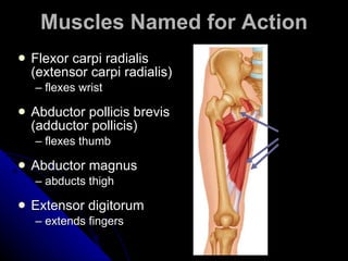 Muscles Named for Action Flexor carpi radialis (extensor carpi radialis)  –  flexes wrist Abductor pollicis brevis (adductor pollicis) –  flexes thumb Abductor magnus  –  abducts thigh Extensor digitorum  –  extends fingers Adductor magnus 