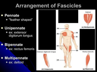 Arrangement of Fascicles Pennate   "feather shaped” Unipennate ex: extensor digitorum longus Bipennate ex: rectus femoris  Multipennate ex: deltoid 