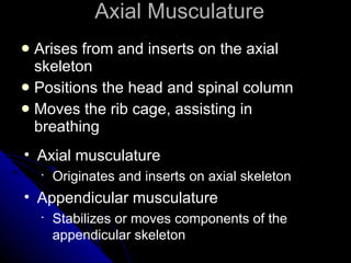 Axial Musculature Arises from and inserts on the axial skeleton Positions the head and spinal column Moves the rib cage, assisting in breathing Axial musculature Originates and inserts on axial skeleton Appendicular musculature Stabilizes or moves components of the appendicular skeleton 