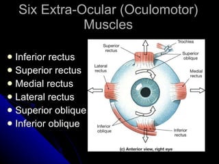 Six Extra-Ocular (Oculomotor) Muscles Inferior rectus Superior rectus Medial rectus Lateral rectus Superior oblique Inferior oblique 