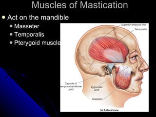 Muscles of Mastication Act on the mandible Masseter Temporalis Pterygoid muscles 