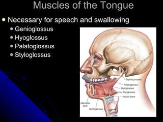 Muscles of the Tongue Necessary for speech and swallowing Genioglossus Hyoglossus Palatoglossus Styloglossus  