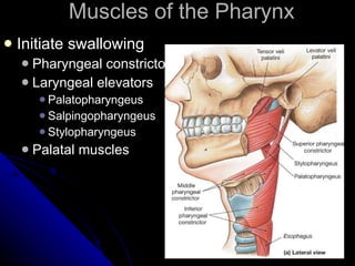 Muscles of the Pharynx Initiate swallowing Pharyngeal constrictors Laryngeal elevators Palatopharyngeus Salpingopharyngeus Stylopharyngeus Palatal muscles 