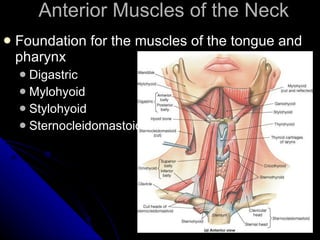 Anterior Muscles of the Neck Foundation for the muscles of the tongue and pharynx Digastric Mylohyoid Stylohyoid Sternocleidomastoid  