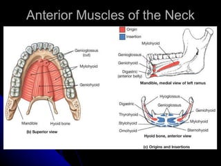 Anterior Muscles of the Neck 