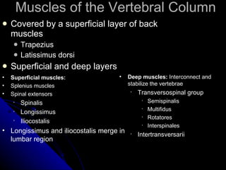 Muscles of the Vertebral Column Covered by a superficial layer of back muscles Trapezius Latissimus dorsi Superficial and deep layers Superficial muscles: Splenius muscles Spinal extensors Spinalis Longissimus Iliocostalis Longissimus and iliocostalis merge in lumbar region Deep muscles:  Interconnect and stabilize the vertebrae Transversospinal group Semispinalis Multifidus Rotatores Interspinales Intertransversarii 