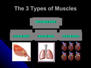 The 3 Types of Muscles 