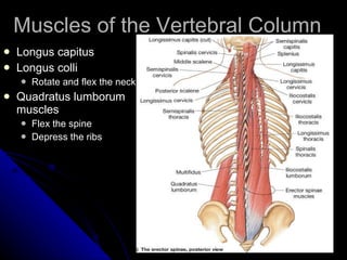 Muscles of the Vertebral Column Longus capitus Longus colli Rotate and flex the neck Quadratus lumborum muscles Flex the spine Depress the ribs 