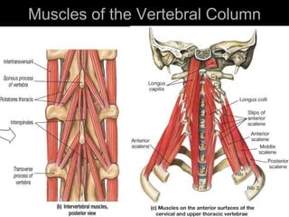 Muscles of the Vertebral Column 