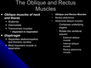Oblique muscles of neck and thorax Scalenes Intercostals Transverses muscles Important in respiration Diaphragm   Separates abdominopelvic and thoracic cavities Most important muscle in respiration The Oblique and Rectus Muscles Oblique and Rectus Muscles   Rectus abdominus Abdominal oblique muscles  Compress underlying organs Rotate the vertebral column External oblique muscle Internal oblique muscle Rectus abdominis muscle 