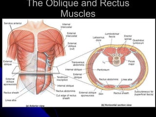 The Oblique and Rectus Muscles 