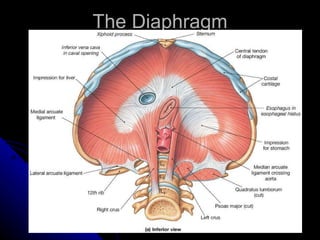 The Diaphragm 