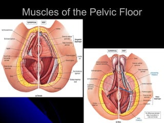 Muscles of the Pelvic Floor 