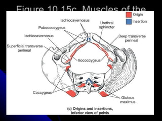 Figure 10.15c  Muscles of the Pelvic Floor 