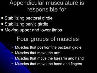 Appendicular musculature is responsible for Stabilizing pectoral girdle Stabilizing pelvic girdle Moving upper and lower limbs Four groups of muscles Muscles that position the pectoral girdle Muscles that move the arm Muscles that move the forearm and hand Muscles that move the hand and fingers 