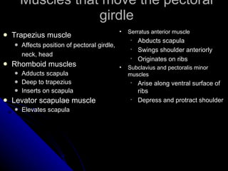 Muscles that move the pectoral girdle Trapezius muscle Affects position of pectoral girdle, neck, head Rhomboid muscles Adducts scapula Deep to trapezius Inserts on scapula Levator scapulae muscle Elevates scapula Serratus anterior muscle Abducts scapula Swings shoulder anteriorly Originates on ribs Subclavius and pectoralis minor muscles Arise along ventral surface of ribs Depress and protract shoulder 