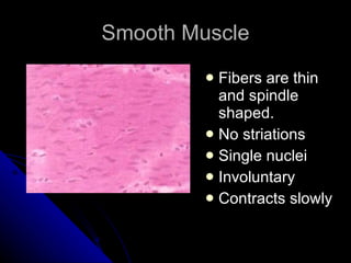 Smooth Muscle Fibers are thin and spindle shaped. No striations Single nuclei Involuntary Contracts slowly 